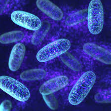 Mitochondrien